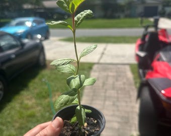 Puede incluir: Una pequeña planta verde con hojas delgadas y puntiagudas que crecen desde un tallo central, plantada en un recipiente de plástico negro lleno de tierra oscura. La planta presenta un patrón de crecimiento vertical con hojas alternas.