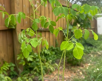 Puede incluir: Dos jóvenes plantas de moringa con hojas verdes vibrantes y tallos delgados se sostienen en una mano. Las plantas están en pequeños recipientes de tierra oscura, listas para trasplantar. El fondo presenta una valla de madera y vegetación exuberante.