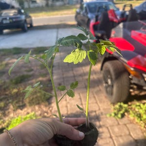 May include: Two young tomato plants with green leaves and stems are held in a hand. The plants are in a small, dark brown soil block. The background shows a residential street with parked cars and houses.