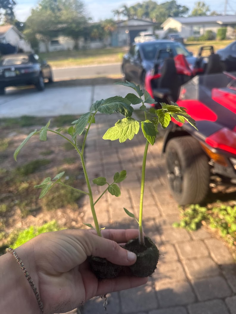 May include: Two young tomato plants with green leaves and stems are held in a hand. The plants are in a small, dark brown soil block. The background shows a residential street with parked cars and houses.