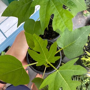 Puede incluir: Una planta de papaya joven con hojas de color verde vibrante y profundamente lobuladas que crece en una peque&ntilde;a maceta de pl&aacute;stico negro. La planta presenta m&uacute;ltiples tallos que se extienden desde la base central, con venas foliares visibles.