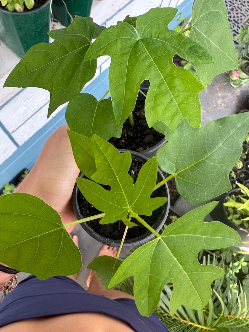 Puede incluir: Una planta de papaya joven con hojas de color verde vibrante y profundamente lobuladas que crece en una peque&ntilde;a maceta de pl&aacute;stico negro. La planta presenta m&uacute;ltiples tallos que se extienden desde la base central, con venas foliares visibles.