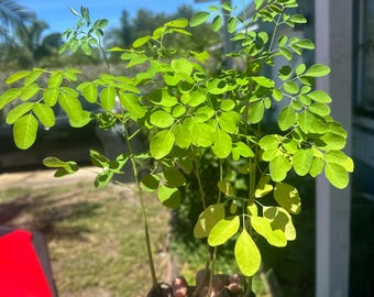 Puede incluir: Un grupo de tres plantas jóvenes de moringa con hojas compuestas de color verde claro vibrante y tallos delgados y erguidos. Los sistemas radiculares son visibles y están envueltos en pequeños bloques de tierra oscura y compacta.