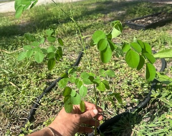 Puede incluir: Una planta joven de Moringa oleifera con un tallo delgado de color claro y múltiples ramas con hojas pequeñas, redondeadas y de un verde vibrante. La planta está plantada en un contenedor de plástico negro.