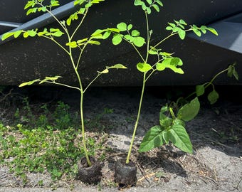 Puede incluir: Dos plántulas jóvenes de moringa con tallos verdes delgados y pequeñas hojas compuestas de color verde claro, cada una enraizada en una pastilla de turba compacta de color marrón oscuro. Las plantas están erguidas, mostrando follaje delicado.