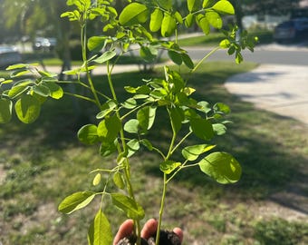 10 plántulas de árbol de moringa de 30 cm + plantas vivas Moringa Oleifiera Drumstick Tree Malunggay Miracle Tree Árbol de hierbas comestibles - Semillas gratis