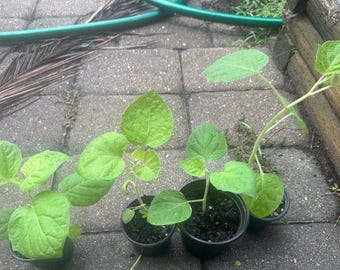 Puede incluir: Cuatro pequeñas plántulas verdes en macetas de vivero individuales de plástico negro. Cada planta presenta varias hojas anchas en forma de corazón con venas visibles y tallos de color verde claro, dispuestas en fila sobre un patio de piedra.