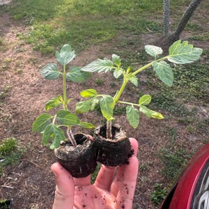 Peut inclure: Deux jeunes plants de tomates avec des feuilles et des tiges vertes sont tenus dans une main. Les plantes sont dans de petits godets de terreau brun fonc&eacute;. L'arri&egrave;re-plan montre de l'herbe et une voiture rouge.