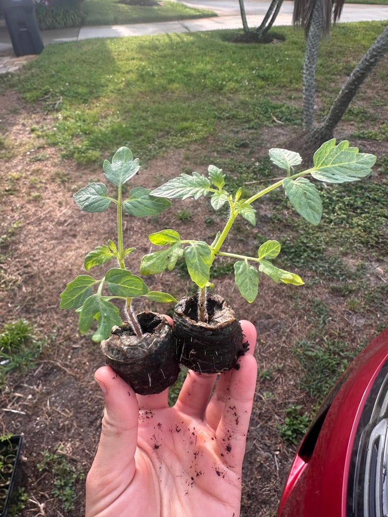 Peut inclure: Deux jeunes plants de tomates avec des feuilles et des tiges vertes sont tenus dans une main. Les plantes sont dans de petits godets de terreau brun fonc&eacute;. L'arri&egrave;re-plan montre de l'herbe et une voiture rouge.