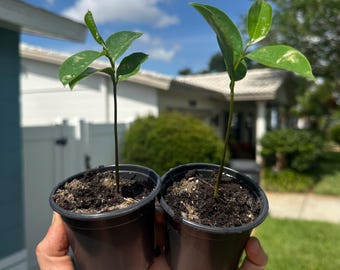 Puede incluir: Dos pequeños brotes verdes con tallos delgados y varias hojas brillantes, cada uno plantado en una maceta de vivero de plástico negro llena de tierra oscura. Las plantas se sostienen en posición vertical, mostrando su crecimiento.