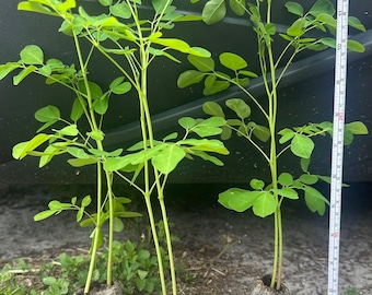 Organic Moringa Tree Live Plant 12”+ | Moringa Oleifera Starter | Grow Your Own Superfood | Edible Medicinal Plant | Fast Growing Tree