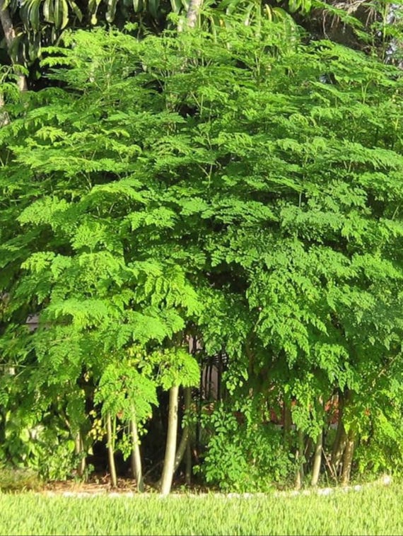 Organic Moringa Tree Live Plant 11 Inch + | Moringa Oleifera