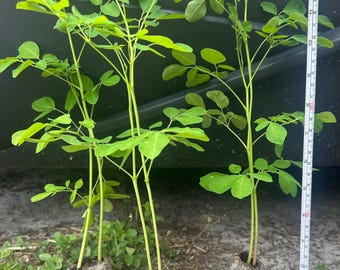 Puede incluir: Tres jóvenes plantas de moringa con hojas de color verde brillante y tallos delgados. Cada planta está enraizada en una pequeña maceta de tierra redonda y oscura. Una cinta métrica se coloca junto a las plantas.