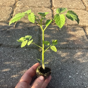 May include: A small tomato plant with vibrant green leaves and a sturdy stem. The plant is held in a dark, round soil pod, ready for transplanting. The background is a gray, textured surface.