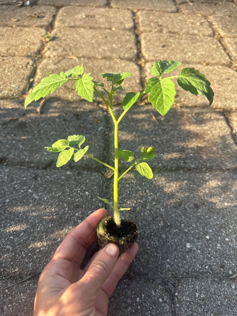 May include: A small tomato plant with vibrant green leaves and a sturdy stem. The plant is held in a dark, round soil pod, ready for transplanting. The background is a gray, textured surface.