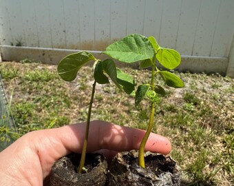 Puede incluir: Dos pequeñas plántulas verdes con tallos delgados y varias hojas, cada una creciendo de una maceta de turba cilíndrica y compacta llena de tierra oscura. Las plantas se sostienen juntas, mostrando su etapa inicial de crecimiento.