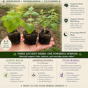 Peut inclure: Image d'un ensemble de plantes m&eacute;dicinales pour le soulagement de l'anxi&eacute;t&eacute;, comprenant trois plantes vivantes : M&eacute;lisse, Ashwagandha et Tulsi (Rama). Les plantes mesurent environ 10-13 cm de haut. L'image comprend &eacute;galement du texte.