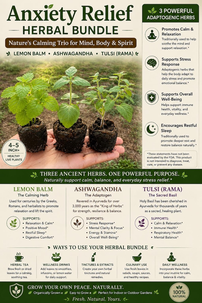 Peut inclure: Image d'un ensemble de plantes m&eacute;dicinales pour le soulagement de l'anxi&eacute;t&eacute;, comprenant trois plantes vivantes : M&eacute;lisse, Ashwagandha et Tulsi (Rama). Les plantes mesurent environ 10-13 cm de haut. L'image comprend &eacute;galement du texte.
