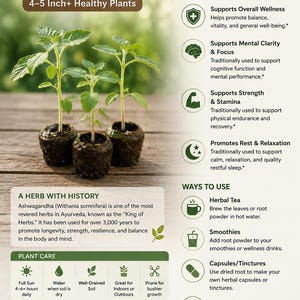 Peut inclure: Image de jeunes plants d'Ashwagandha, d'environ 10-13 cm de haut, sur fond vert. Le texte indique "Ashwagandha Live Plant" et des d&eacute;tails sur l'entretien et les utilisations. L'image promeut le bien-&ecirc;tre naturel.