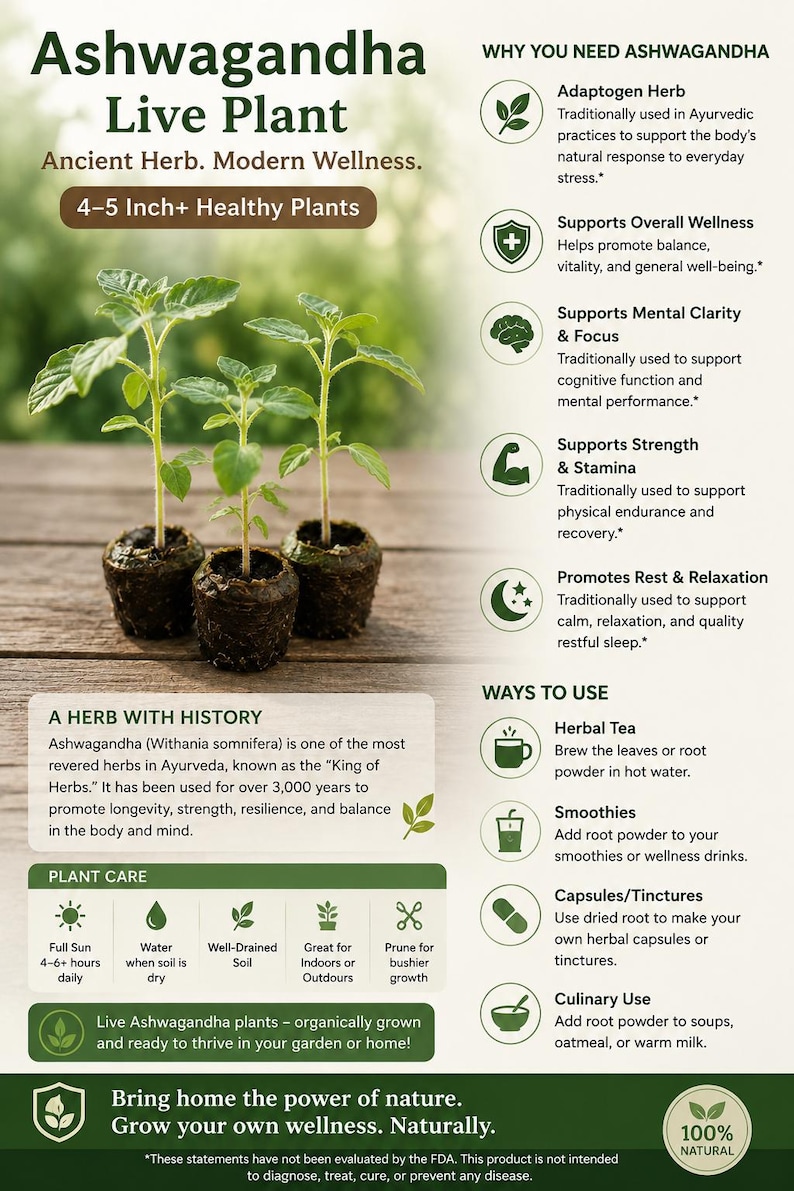 Peut inclure: Image de jeunes plants d'Ashwagandha, d'environ 10-13 cm de haut, sur fond vert. Le texte indique "Ashwagandha Live Plant" et des d&eacute;tails sur l'entretien et les utilisations. L'image promeut le bien-&ecirc;tre naturel.