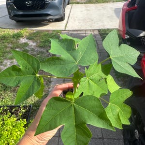 Puede incluir: Una planta de papaya joven con hojas de color verde vibrante y profundamente lobuladas que irradian desde un tallo central. El follaje muestra una forma palmada distintiva con puntas afiladas y venas prominentes, con aspecto fresco.