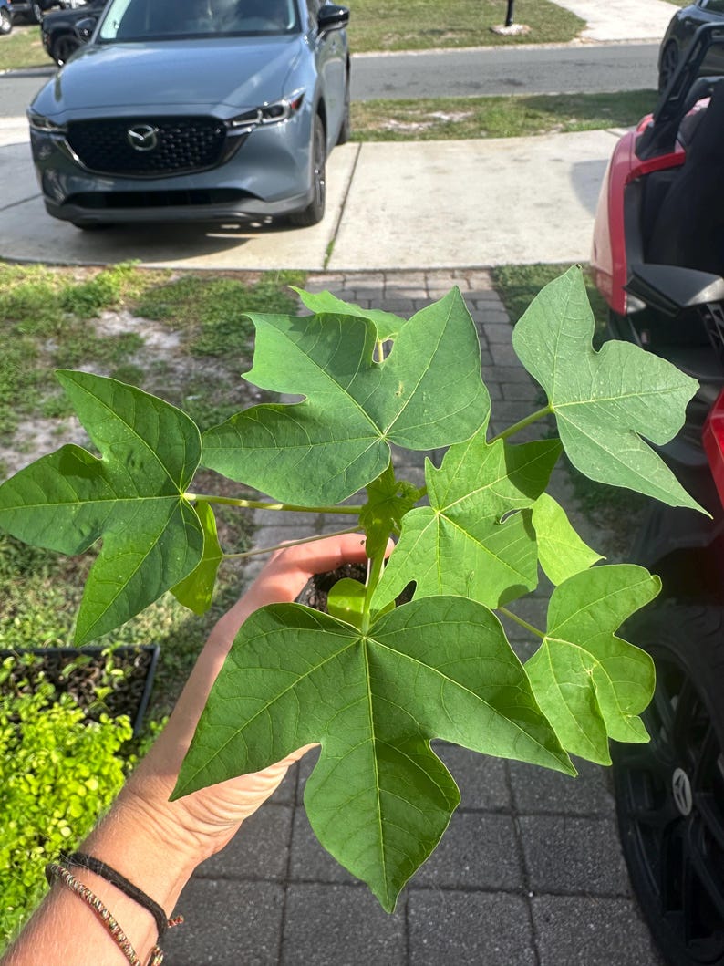 Puede incluir: Una planta de papaya joven con hojas de color verde vibrante y profundamente lobuladas que irradian desde un tallo central. El follaje muestra una forma palmada distintiva con puntas afiladas y venas prominentes, con aspecto fresco.