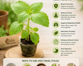 Plante vivante de basilic sacré Rama Tulsi de 17 cm + herbe sacrée biologique adaptogène pour l'intérieur et l'extérieur tisane