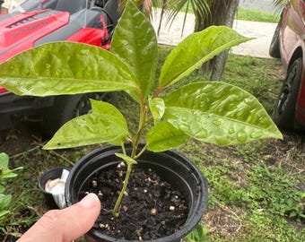 Puede incluir: Una planta joven con hojas puntiagudas de color verde brillante y lustroso que presentan gotas de agua visibles, creciendo en una pequeña maceta de vivero de plástico negro llena de tierra oscura. La planta tiene un tallo fino y claro.