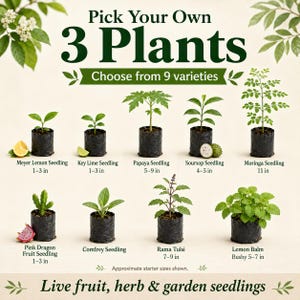 May include: A collection of nine live plant seedlings in black plastic bags, including Meyer Lemon, Key Lime, Papaya, Soursop, Moringa, Pink Dragon Fruit, Comfrey, Rama Tulsi, and Lemon Balm, with text labels and sizes ranging from 1 to 11 inches.