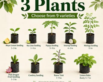 Puede incluir: Una colección de nueve plántulas vivas en bolsas de plástico negras, incluyendo limón Meyer, lima, papaya, guanábana, moringa, pitaya, consuelda, albahaca sagrada y toronjil, con etiquetas de texto y tamaños de 3 a 28 cm.
