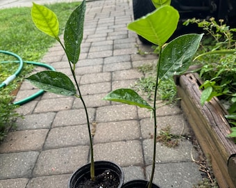 Puede incluir: Dos brotes verdes jóvenes con hojas brillantes y puntiagudas plantados en macetas de vivero de plástico negro individuales. Cada planta presenta un tallo delgado y erguido con varias hojas de color verde vibrante ligeramente húmedas.