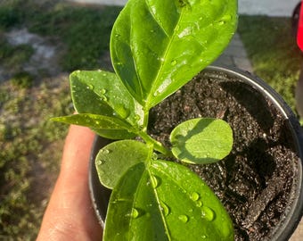 Puede incluir: Una planta verde joven con varias hojas brillantes y puntiagudas que crece en una pequeña maceta de plástico negro llena de tierra oscura. Las hojas están cubiertas de pequeñas gotas de agua transparentes que reflejan la luz.