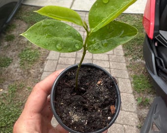 Puede incluir: Una pequeña planta verde con cuatro hojas brillantes y puntiagudas que crece en una maceta de plástico negro llena de tierra oscura. Las hojas tienen gotas de agua visibles en su superficie y el tallo está centrado en el recipiente.