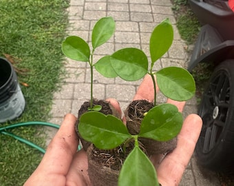 Plántula de lima calamansi (1-3 pulgadas) / Árbol de naranja calamondín / Planta de cítricos de lima filipina / Planta joven de árbol frutal tropical