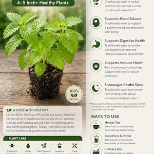 Peut inclure: Image d'une plante de m&eacute;lisse, pr&eacute;sent&eacute;e comme une plante vivante de 10-13 cm. L'image met en valeur les feuilles vertes de la plante et comprend du texte indiquant "Herbe aromatique. Apaisante. Intemporelle."