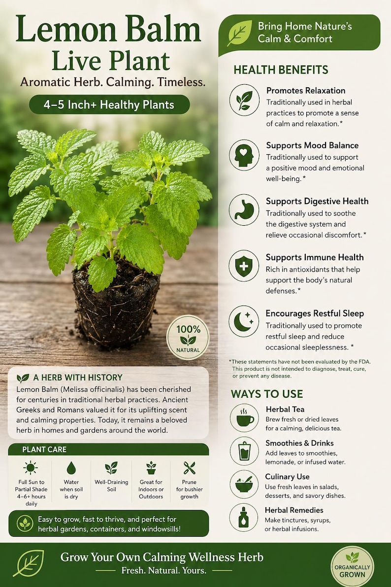 Peut inclure: Image d'une plante de m&eacute;lisse, pr&eacute;sent&eacute;e comme une plante vivante de 10-13 cm. L'image met en valeur les feuilles vertes de la plante et comprend du texte indiquant "Herbe aromatique. Apaisante. Intemporelle."