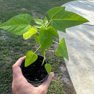 Puede incluir: Una planta de papaya joven con hojas verdes lobuladas que crece en una peque&ntilde;a maceta de pl&aacute;stico negro llena de tierra oscura. La planta presenta un tallo central con varias hojas puntiagudas y distintas que se extienden en varias direcciones.