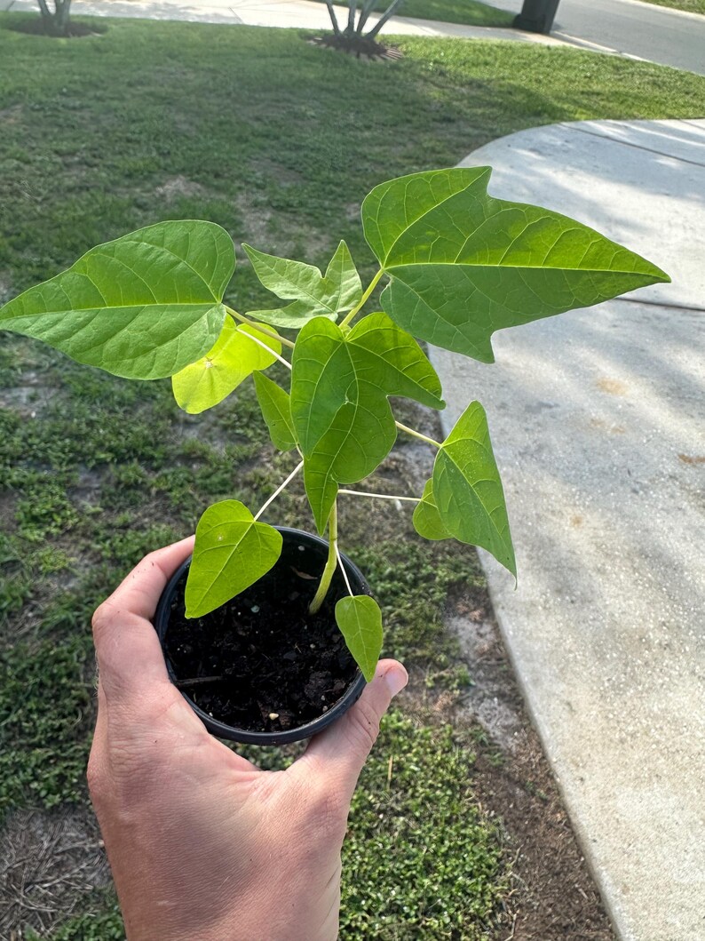 Puede incluir: Una planta de papaya joven con hojas verdes lobuladas que crece en una peque&ntilde;a maceta de pl&aacute;stico negro llena de tierra oscura. La planta presenta un tallo central con varias hojas puntiagudas y distintas que se extienden en varias direcciones.