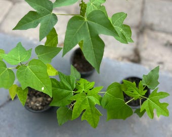 Plántula de papaya de 5 a 9 pulgadas + Planta viva Árbol frutal tropical Carica Papaya Planta comestible de rápido crecimiento Planta tropical rara Maceta de 3 pulgadas