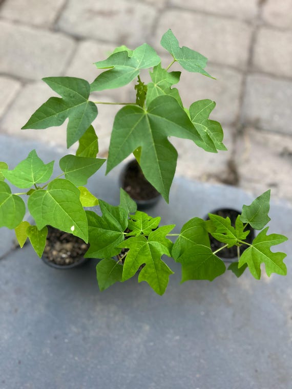 Papaya Tree Seedling 5-9 inch + Live Plant Tropical Fruit Tree Carica Papaya Fast Growing Edible Garden Plant Rare Tropical Plant 3 inch pot