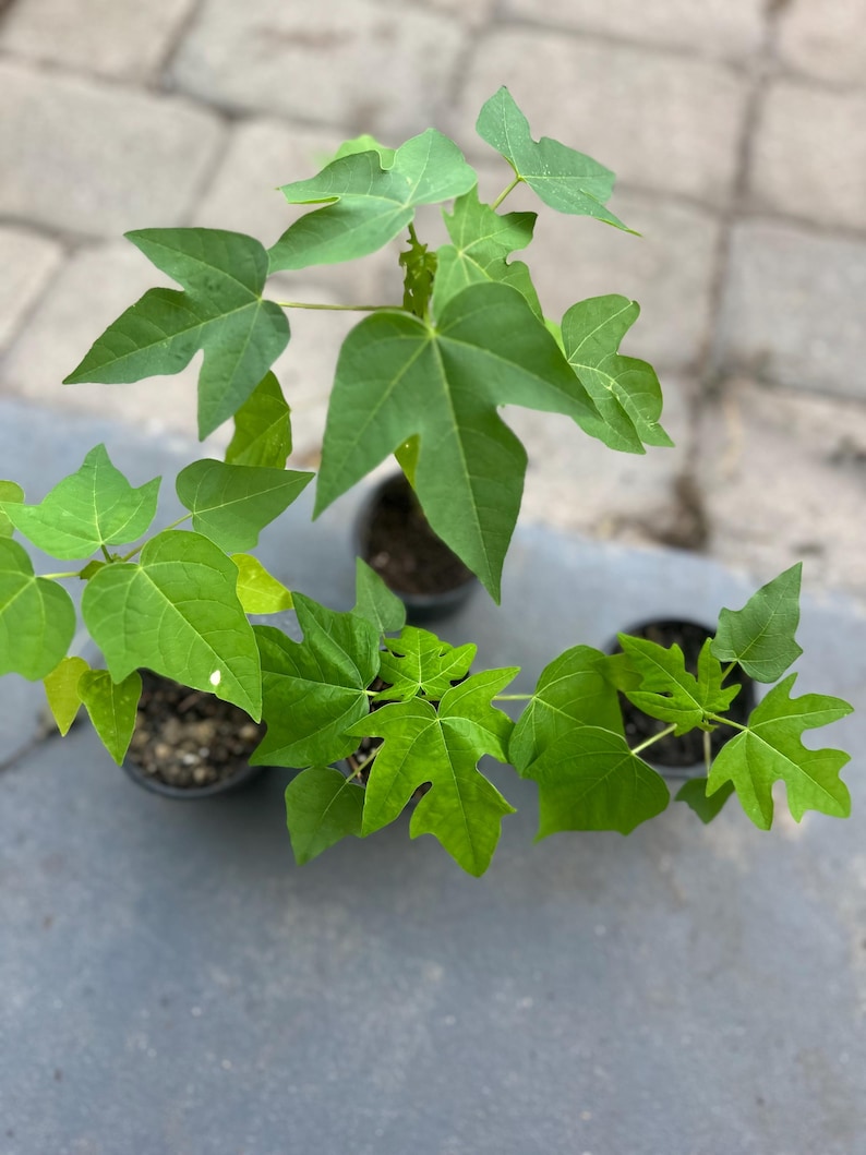 Puede incluir: Tres plantas j&oacute;venes de papaya con hojas verdes lobuladas que crecen en peque&ntilde;as macetas de pl&aacute;stico negro. Cada planta presenta un tallo central con m&uacute;ltiples hojas extendidas, mostrando patrones de venas claros y un aspecto fresco.