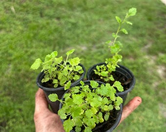 Puede incluir: Tres pequeñas macetas de vivero de plástico negro que contienen plantas jóvenes de color verde con hojas serradas. Las plantas tienen un follaje verde claro brillante y crecen en tierra oscura. Las macetas se agrupan mostrando los tallos y hojas.