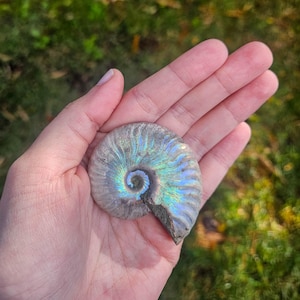 May include: A fossilized ammonite shell featuring a spiral structure with iridescent, multi-colored hues of blue, green, and gold shimmering across its textured surface. The fossil displays intricate, curved ridges radiating from the center.