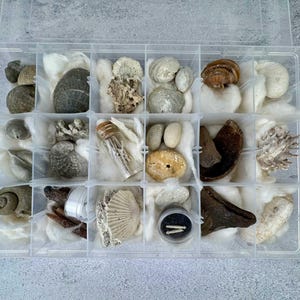 May include: A clear plastic organizer filled with various seashells, rocks, and coral. The compartments contain items in shades of white, brown, and gray. The organizer is on a light gray surface.
