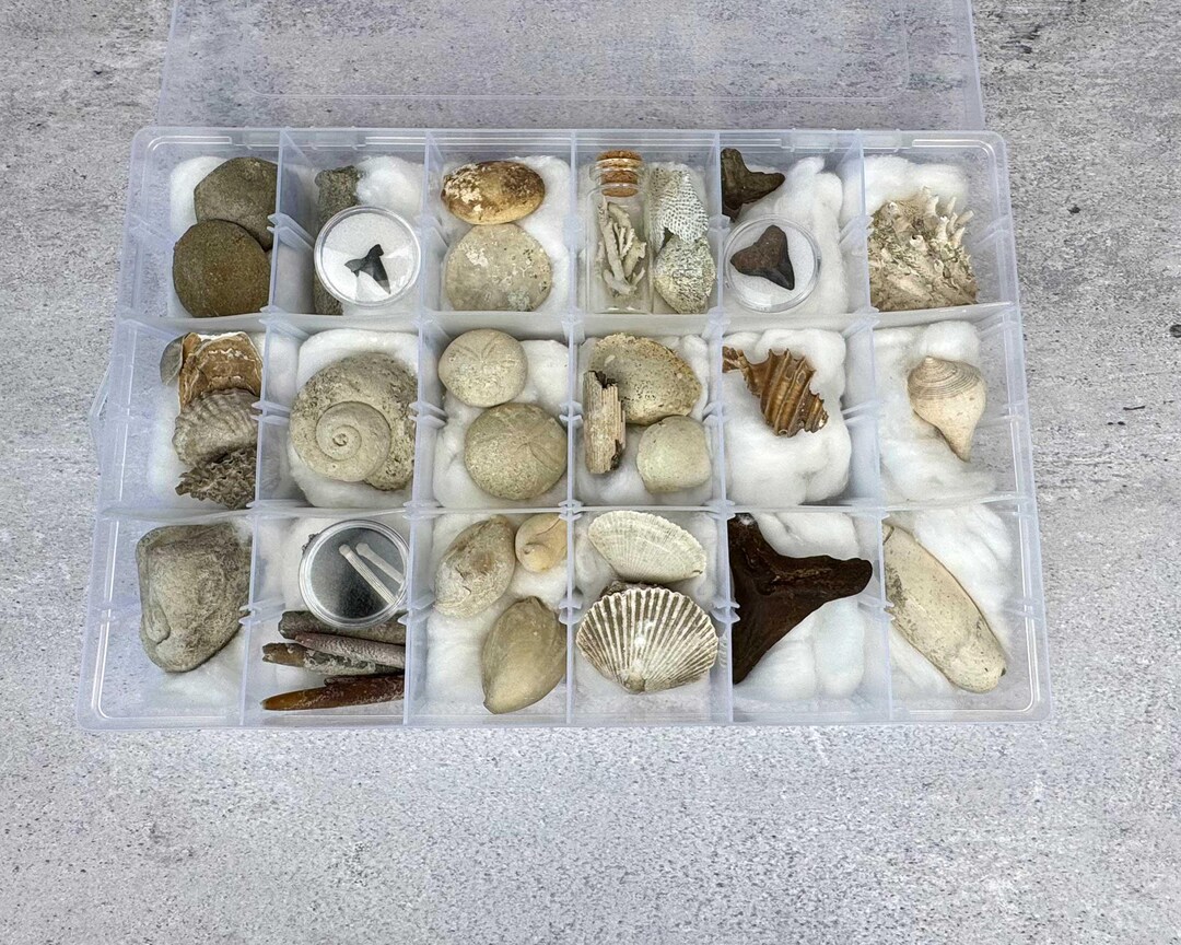 Fossil Box Set Mystery Box Set of 35 Authentic Fossils – Exact Collection Pictured ...