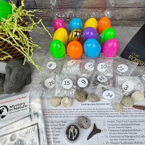 May include: A collection of colorful plastic Easter eggs, a woven basket with yellow paper grass, and various fossil specimens. The kit includes an information packet and a fossil inventory list. The eggs are in various colors, including green, orange, and pink.