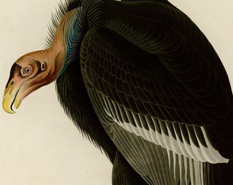 カリフォルニアコンドルのプリント、オーデュボン鳥類図鑑426番、ヴィンテージ鳥類ウォールアート、デジタルダウンロード、絶滅危惧種