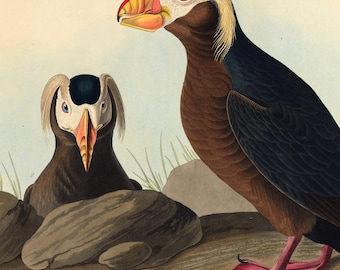 ツノメドリのプリント、オーデュボン鳥類図鑑249番、ヴィンテージ鳥類ウォールアート、デジタルダウンロード、自然装飾