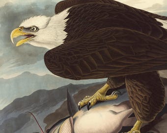 Bald Eagle Print, Audubon Birds of America Plate 401, Vintage Bird Wall Art, Digital Download, Nature Decor