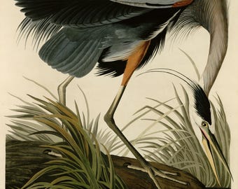 アオサギの版画、オーデュボン『アメリカの鳥類』プレート211、ヴィンテージ鳥類ウォールアート、デジタルダウンロード、自然装飾